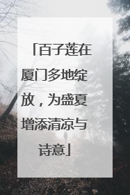 百子莲在厦门多地绽放，为盛夏增添清凉与诗意