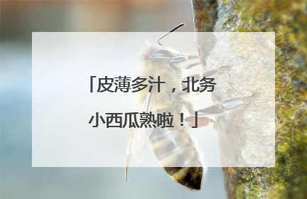皮薄多汁，北务小西瓜熟啦！