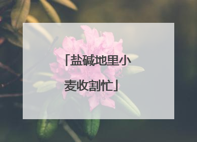 盐碱地里小麦收割忙
