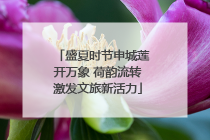 盛夏时节申城莲开万象 荷韵流转激发文旅新活力