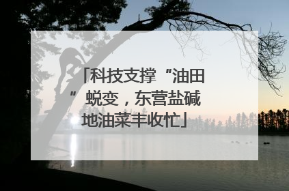 科技支撑“油田”蜕变，东营盐碱地油菜丰收忙