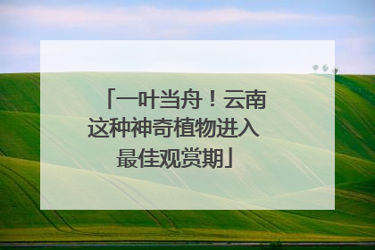 一叶当舟！云南这种神奇植物进入最佳观赏期