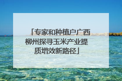 专家和种植户广西柳州探寻玉米产业提质增效新路径