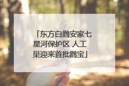 东方白鹳安家七星河保护区 人工巢迎来首批鹳宝