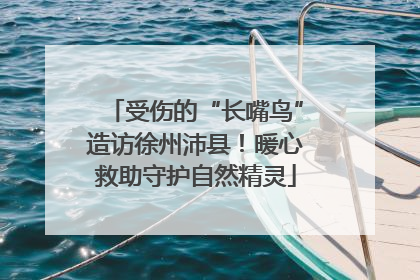 受伤的“长嘴鸟”造访徐州沛县！暖心救助守护自然精灵
