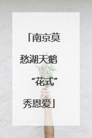 南京莫愁湖天鹅“花式”秀恩爱