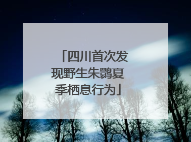 四川首次发现野生朱鹮夏季栖息行为