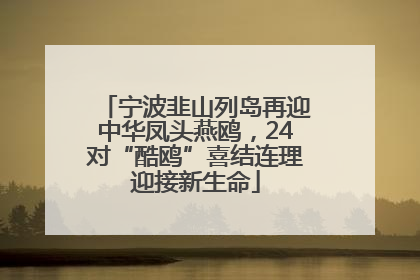 宁波韭山列岛再迎中华凤头燕鸥，24对“酷鸥”喜结连理迎接新生命
