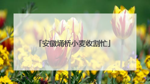 安徽埇桥小麦收割忙