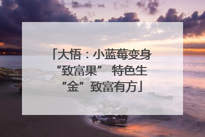 大悟：小蓝莓变身“致富果” 特色生“金”致富有方