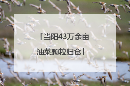 当阳43万余亩油菜颗粒归仓
