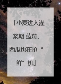 小麦进入灌浆期 蓝莓、西瓜也在抢“鲜”机