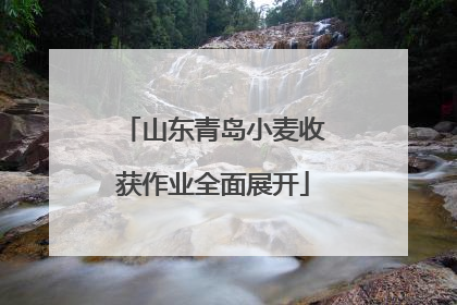 山东青岛小麦收获作业全面展开