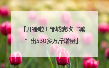 开镰啦！邹城麦收“减”出530多万斤增量