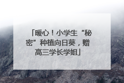 暖心！小学生“秘密”种植向日葵，赠高三学长学姐