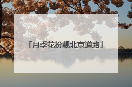 月季花扮靓北京道路