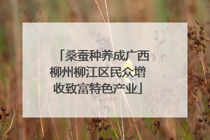 桑蚕种养成广西柳州柳江区民众增收致富特色产业