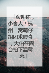 欢迎你，小客人！杭州一窝萌仔组团求喂食，大伯在窗台拍下温馨一幕