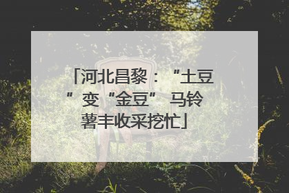 河北昌黎：“土豆”变“金豆” 马铃薯丰收采挖忙