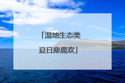 湿地生态美 夏日麋鹿欢