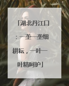湖北丹江口：一垄一垄细耕耘，一叶一叶精呵护