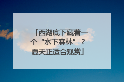 西湖底下藏着一个“水下森林”？夏天正适合观赏