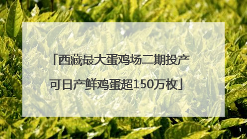 西藏最大蛋鸡场二期投产 可日产鲜鸡蛋超150万枚