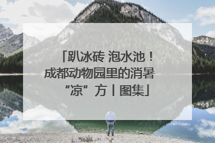 趴冰砖 泡水池！成都动物园里的消暑“凉”方丨图集
