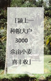 颍上一种粮大户3000余亩小麦喜丰收