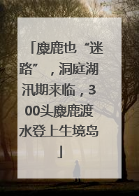 麋鹿也“迷路”，洞庭湖汛期来临，300头麋鹿渡水登上生境岛