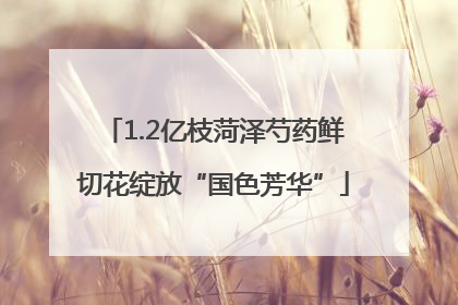 1.2亿枝菏泽芍药鲜切花绽放“国色芳华”